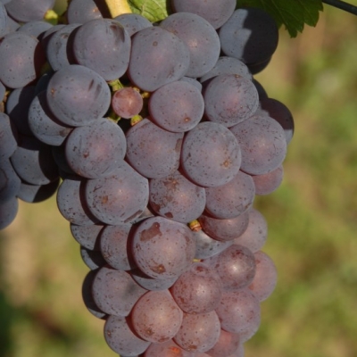 Blauer Silvaner ANT 0413
